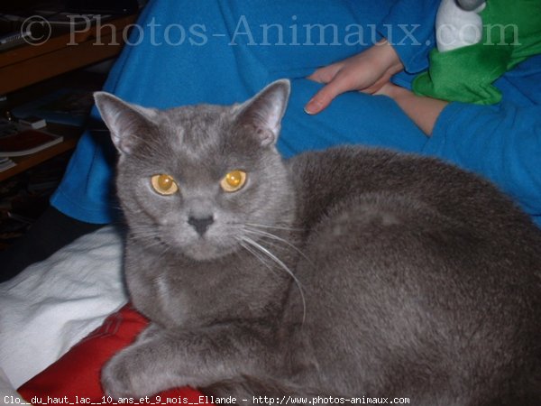 Photo de Chartreux