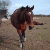 Photo de Trotteur franais