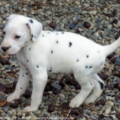 Photo de Dalmatien