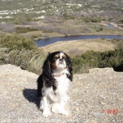 Photo de Cavalier king charles spaniel