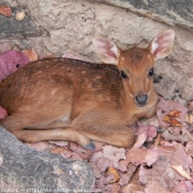 Photo de Cerf