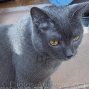 Photo de Chartreux