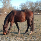 Photo de Trotteur franais