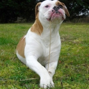 Photo de Bulldog americain