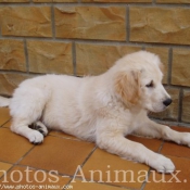 Photo de Golden retriever