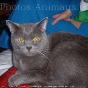 Photo de Chartreux