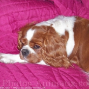 Photo de Cavalier king charles spaniel