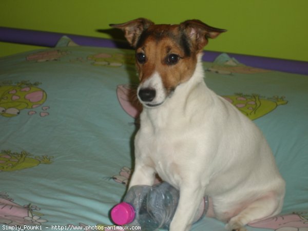 Photo de Jack russell terrier