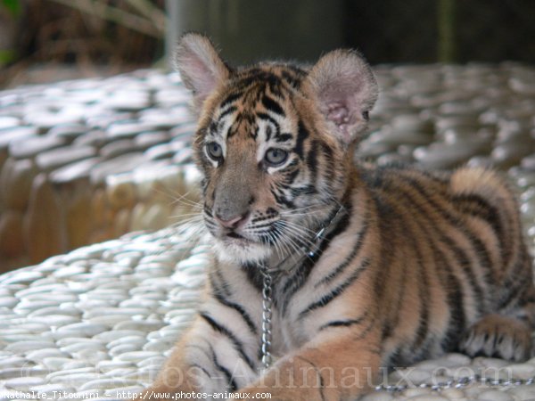 Photo de Tigre