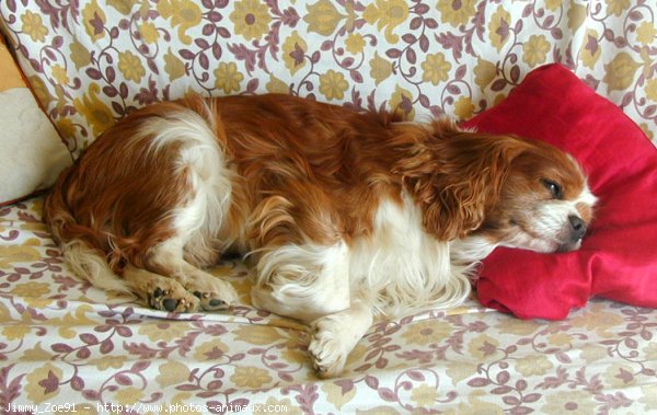 Photo de Cavalier king charles spaniel