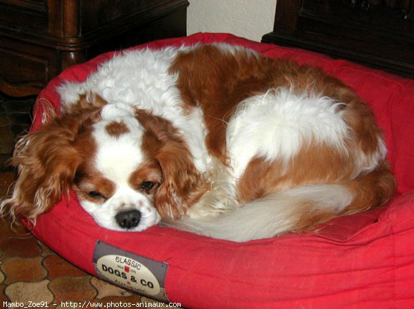 Photo de Cavalier king charles spaniel