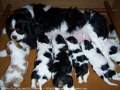 Photo de Cavalier king charles spaniel