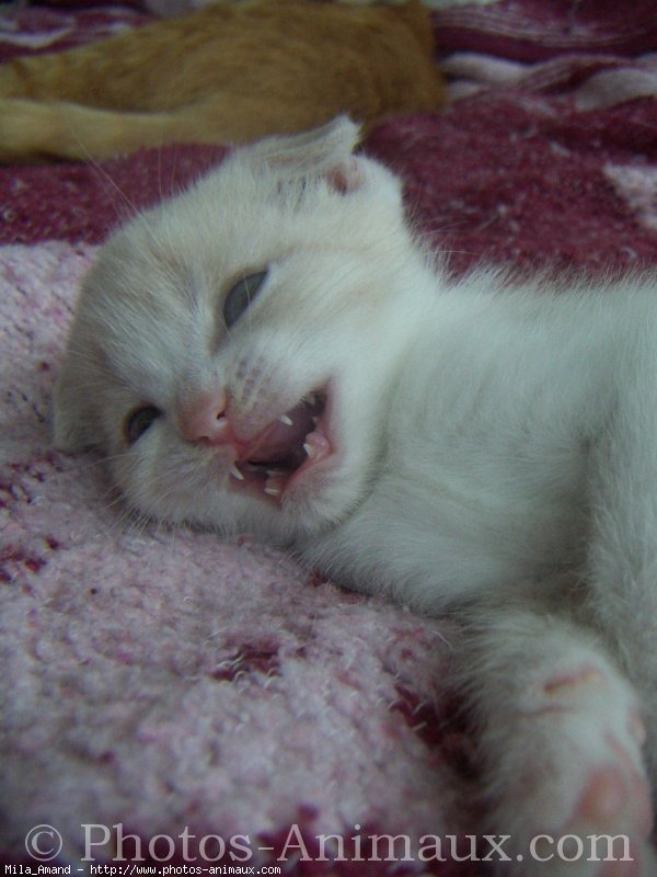 Photo de Scottish fold