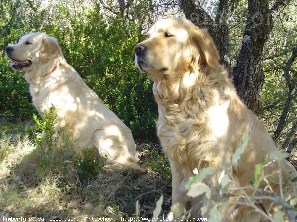 Photo de Golden retriever