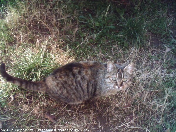 Photo de Chat domestique