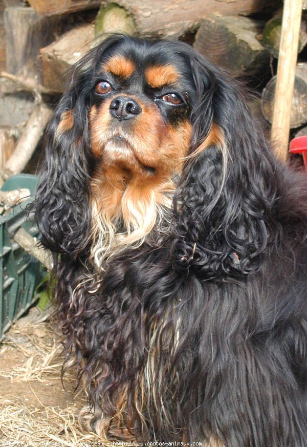 Photo de Cavalier king charles spaniel