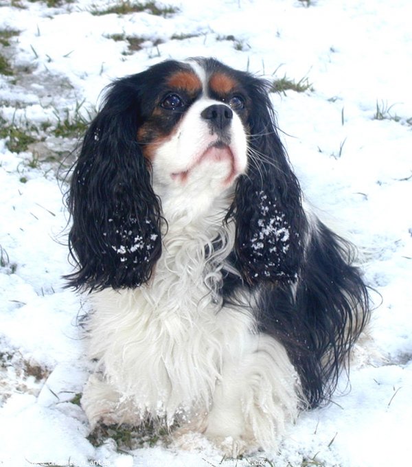 Photo de Cavalier king charles spaniel