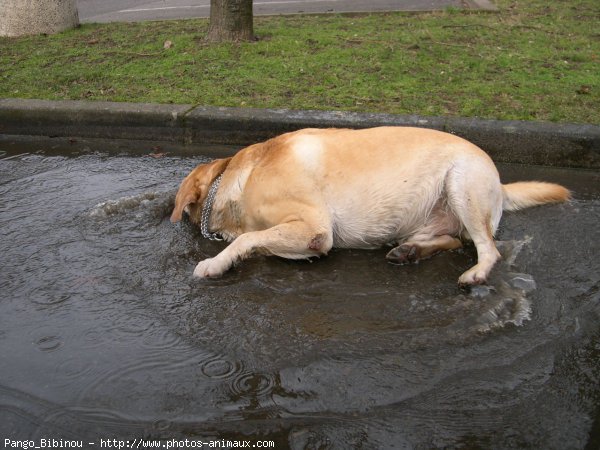 Photo de Labrador retriever