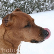 Photo d'American staffordshire terrier