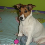 Photo de Jack russell terrier