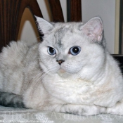 Photo d'Exotic shorthair