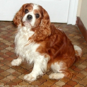 Photo de Cavalier king charles spaniel