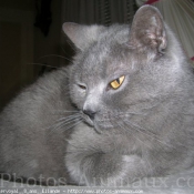 Photo de Chartreux