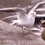 Photo de Mouette