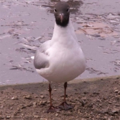 Photo de Mouette