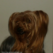 Photo de Yorkshire terrier