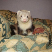 Photo de Furet