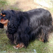 Photo de Cavalier king charles spaniel