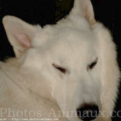 Photo de Berger blanc suisse