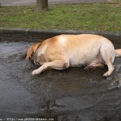 Photo de Labrador retriever