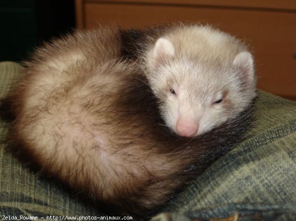 Photo de Furet