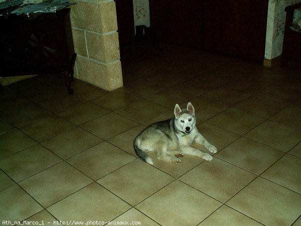 Photo de Husky siberien