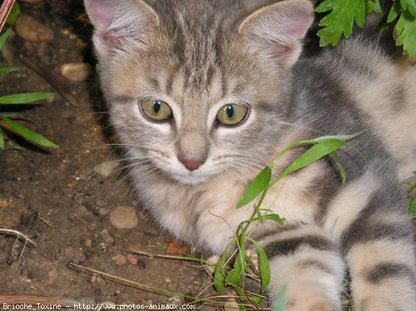 Photo de Chat domestique