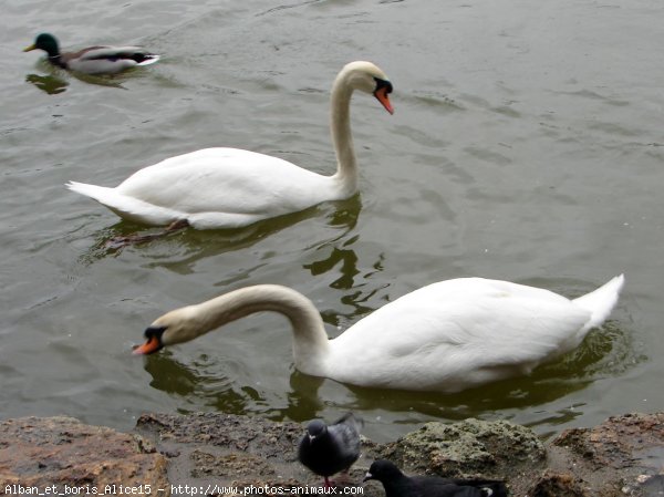 Photo de Cygne