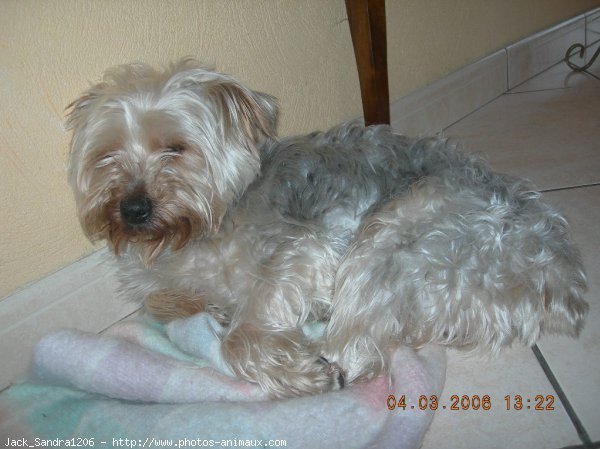 Photo de Yorkshire terrier