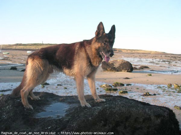 Photo de Berger allemand  poil court