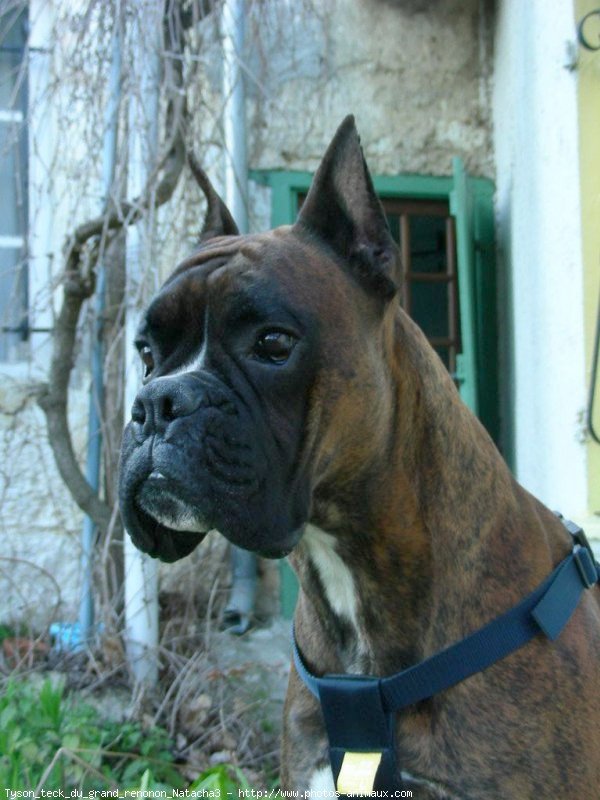 Photo de Boxer