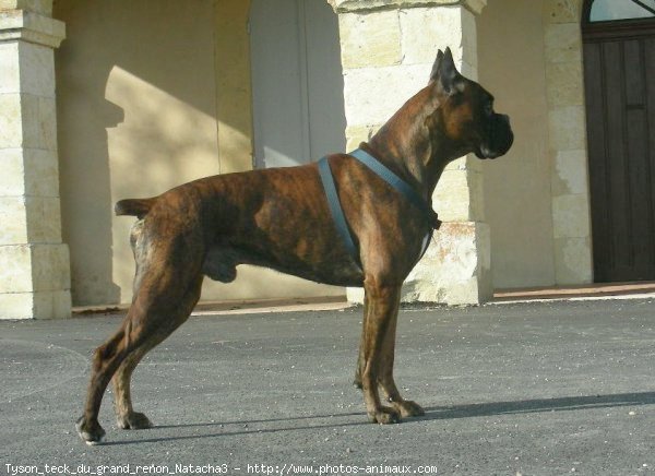 Photo de Boxer