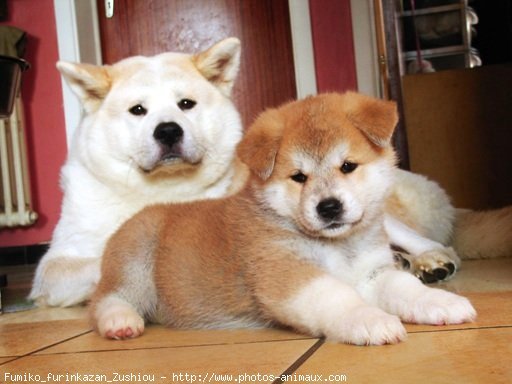 Photo d'Akita inu