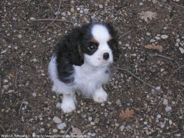 Photo de Cavalier king charles spaniel