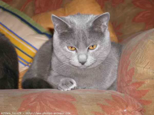 Photo de Chartreux