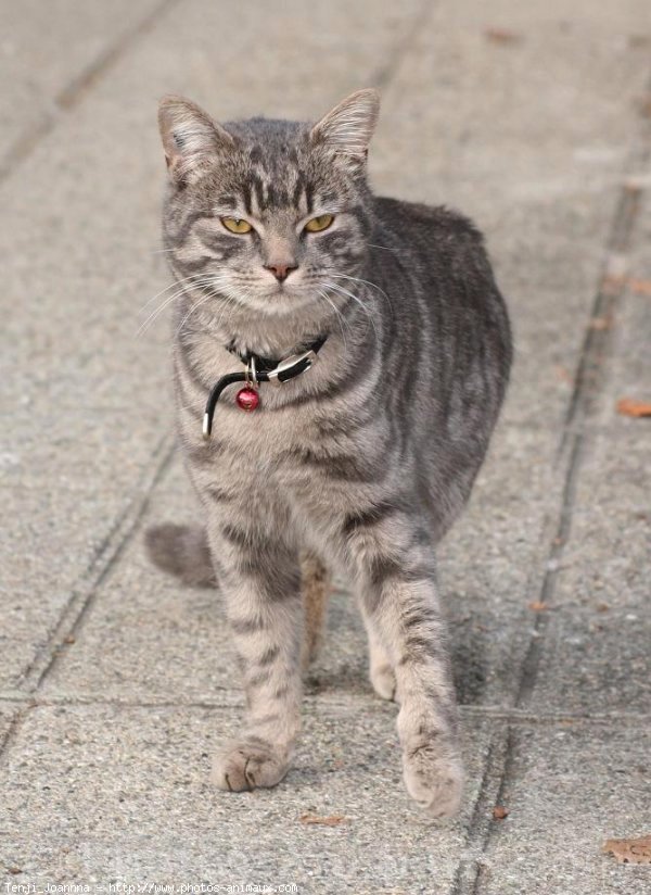 Photo de Chat domestique