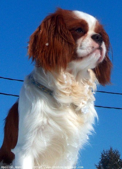 Photo de Cavalier king charles spaniel