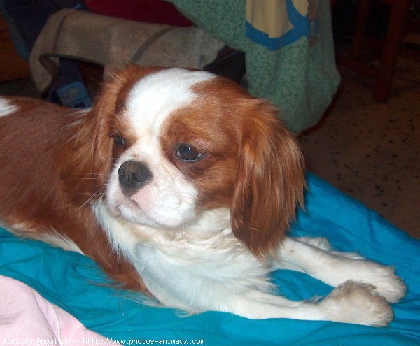 Photo de Cavalier king charles spaniel