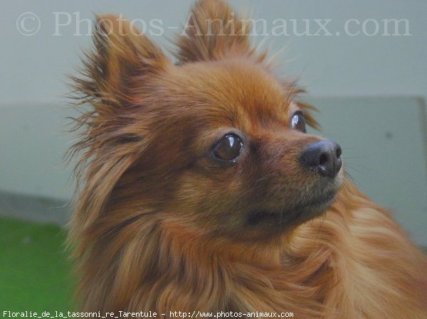 Photo de Spitz moyen