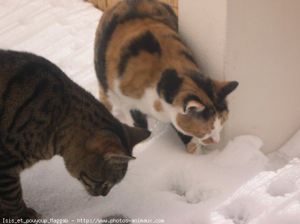 Photo de Chat domestique